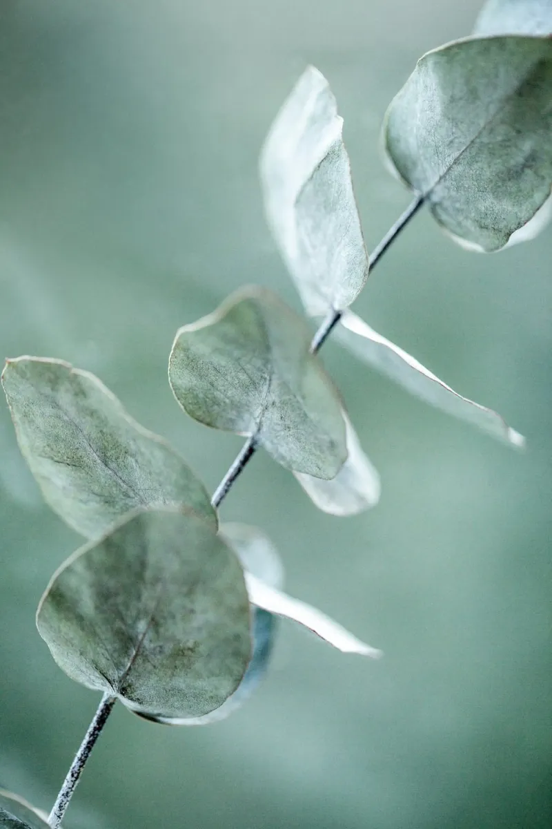 Eucalyptus 9 carta hahnemühle da Mareike Böhmer Photography