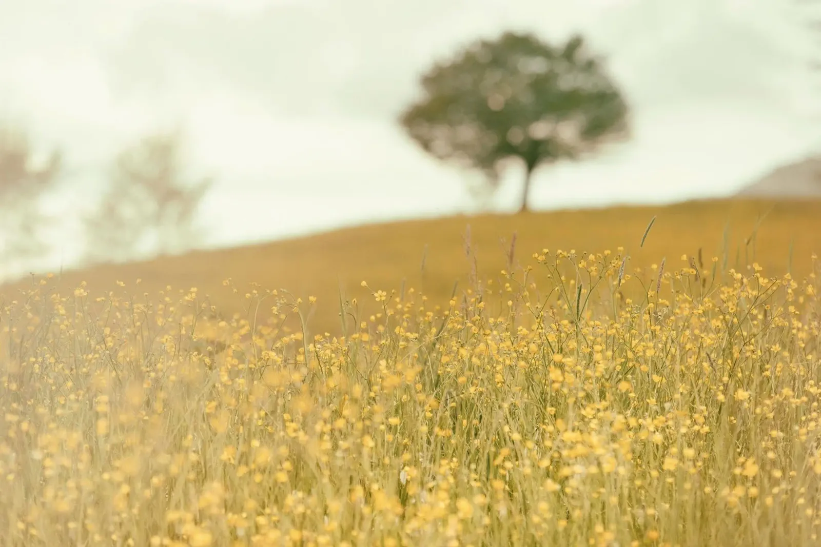 meadow plantlife scenic plexiglass da animal story home