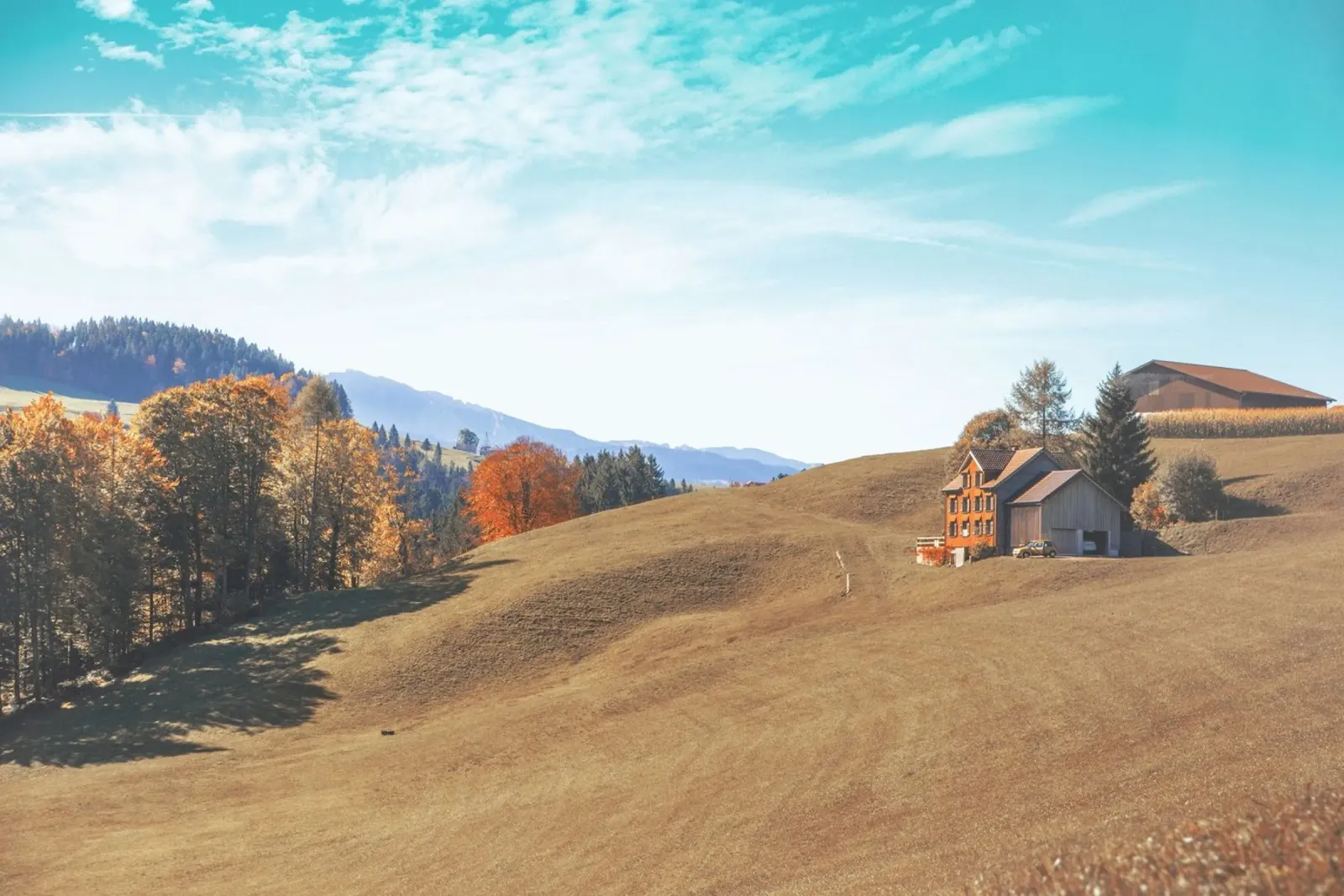 landscape tree line woodland pellicola backlit da cofa home