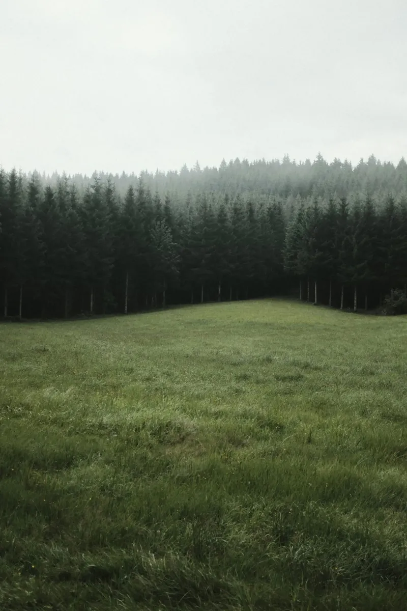 woodland nature sky alu-dibond by animal story home
