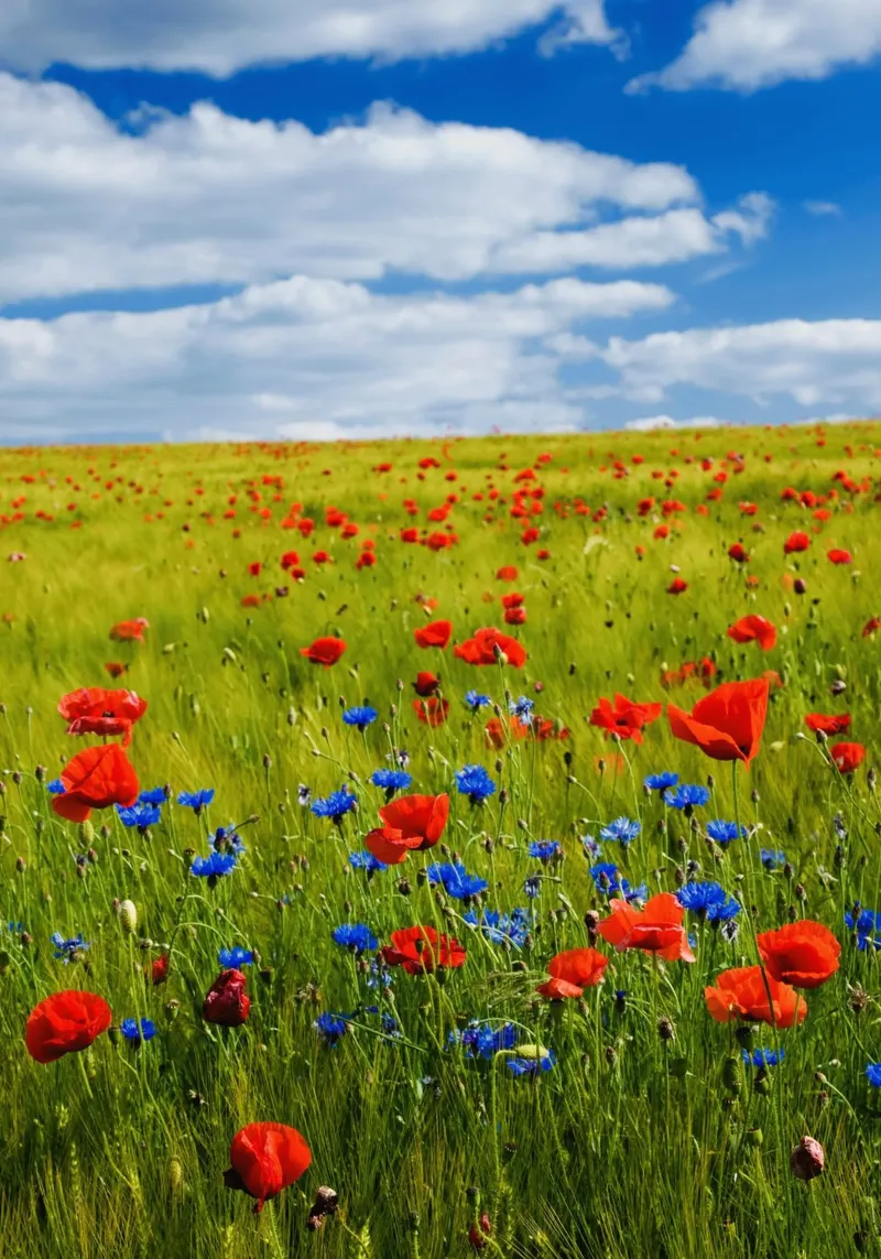 wildflowers poppies poster avec cadre en plastique de cofa home