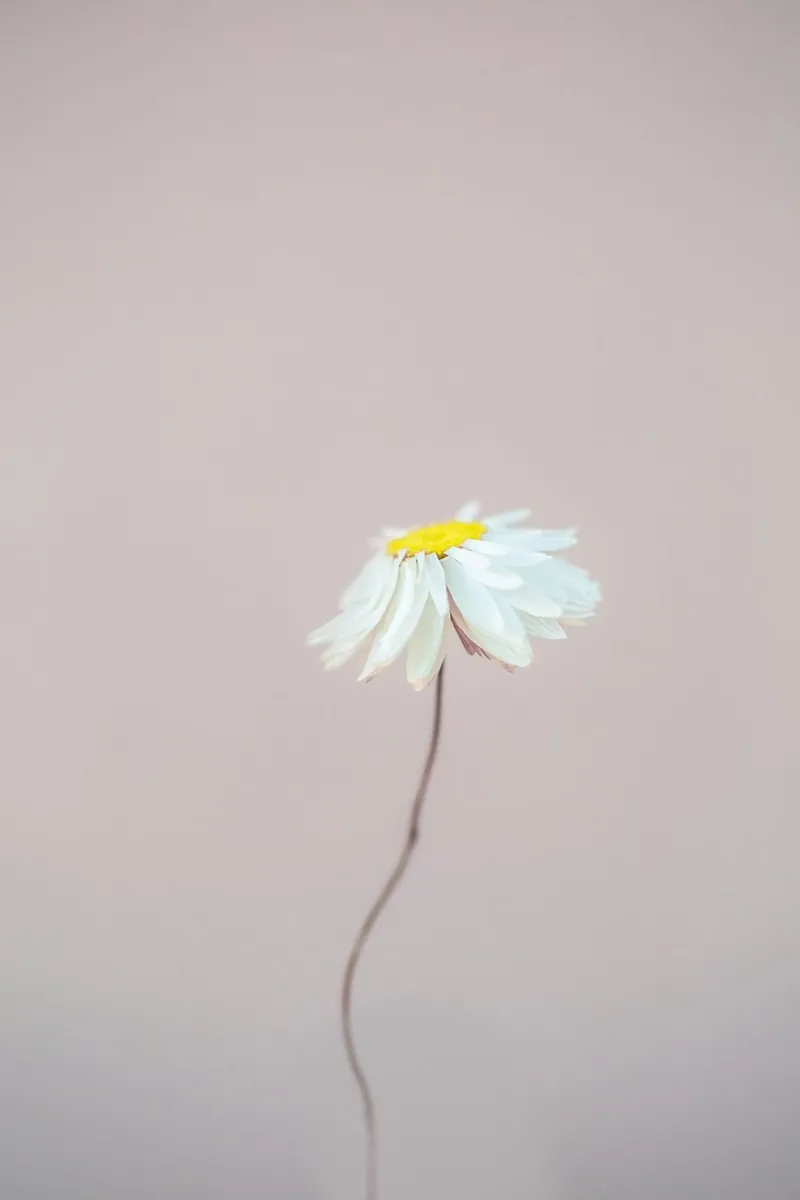 Fragile 1 Hahnemühle von Mareike Böhmer Photography