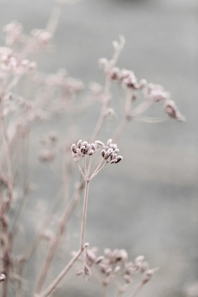 Frosty Morning 3 alluminio dibond da Mareike Böhmer Photography