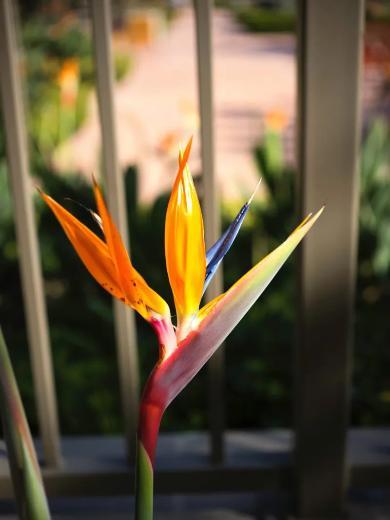bird of paradise flower acrylic glass by Earthly Visions