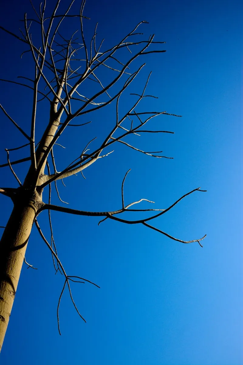 Albero nudo plexiglass da Tal Paz-Fridman