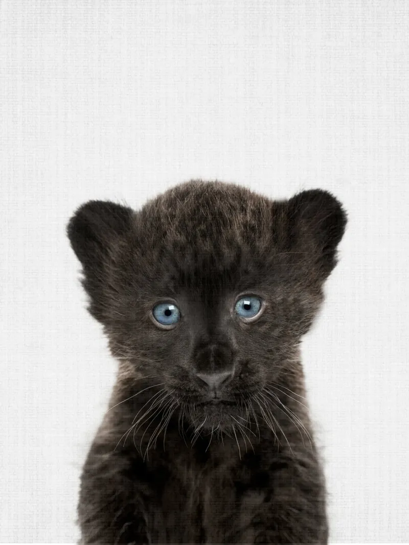 Peekaboo Baby Panther poster con telaio in alluminio da Lila x Lola