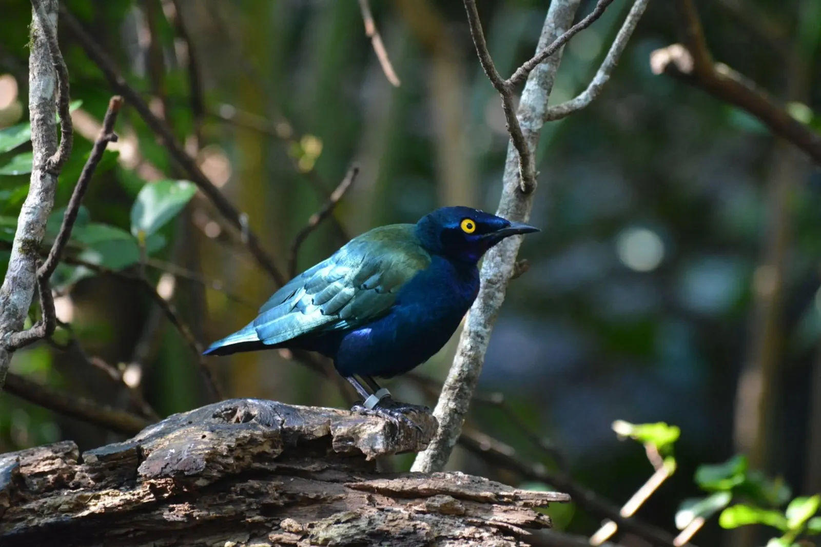 Glossy Starling in the Forest Light canvas by byrieneke