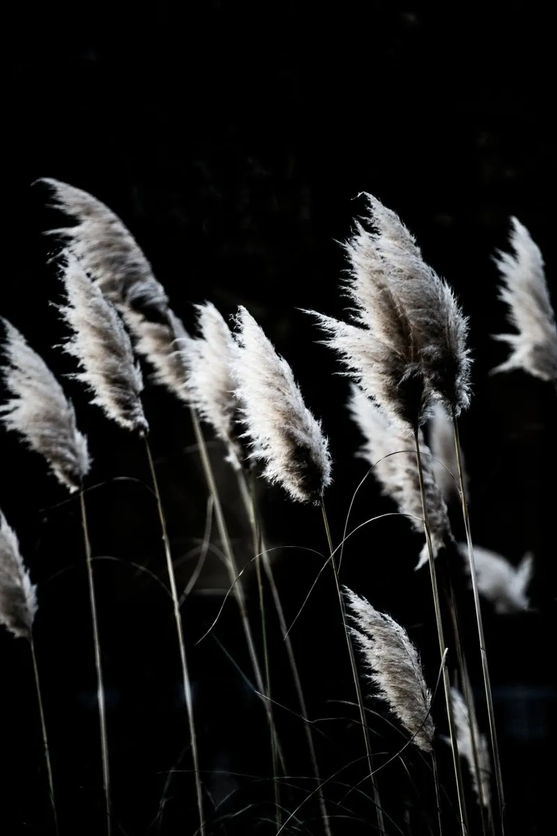 Grass 4 carta hahnemühle da Mareike Böhmer Photography