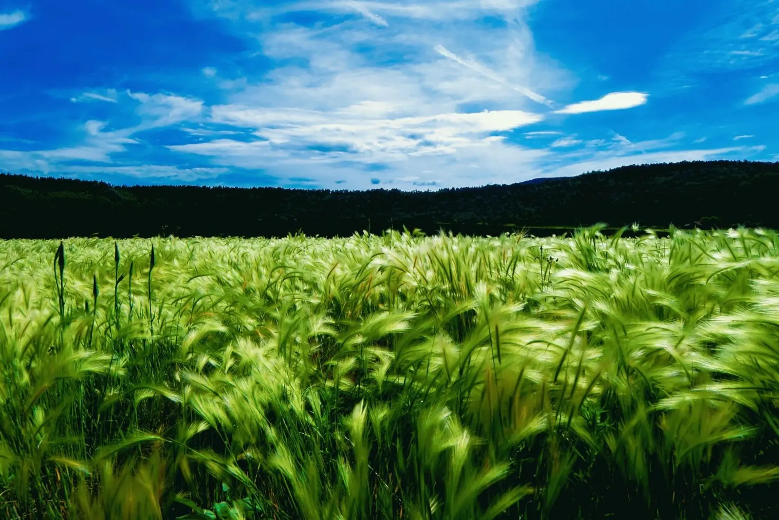summer scenery alu-dibond by animal story home