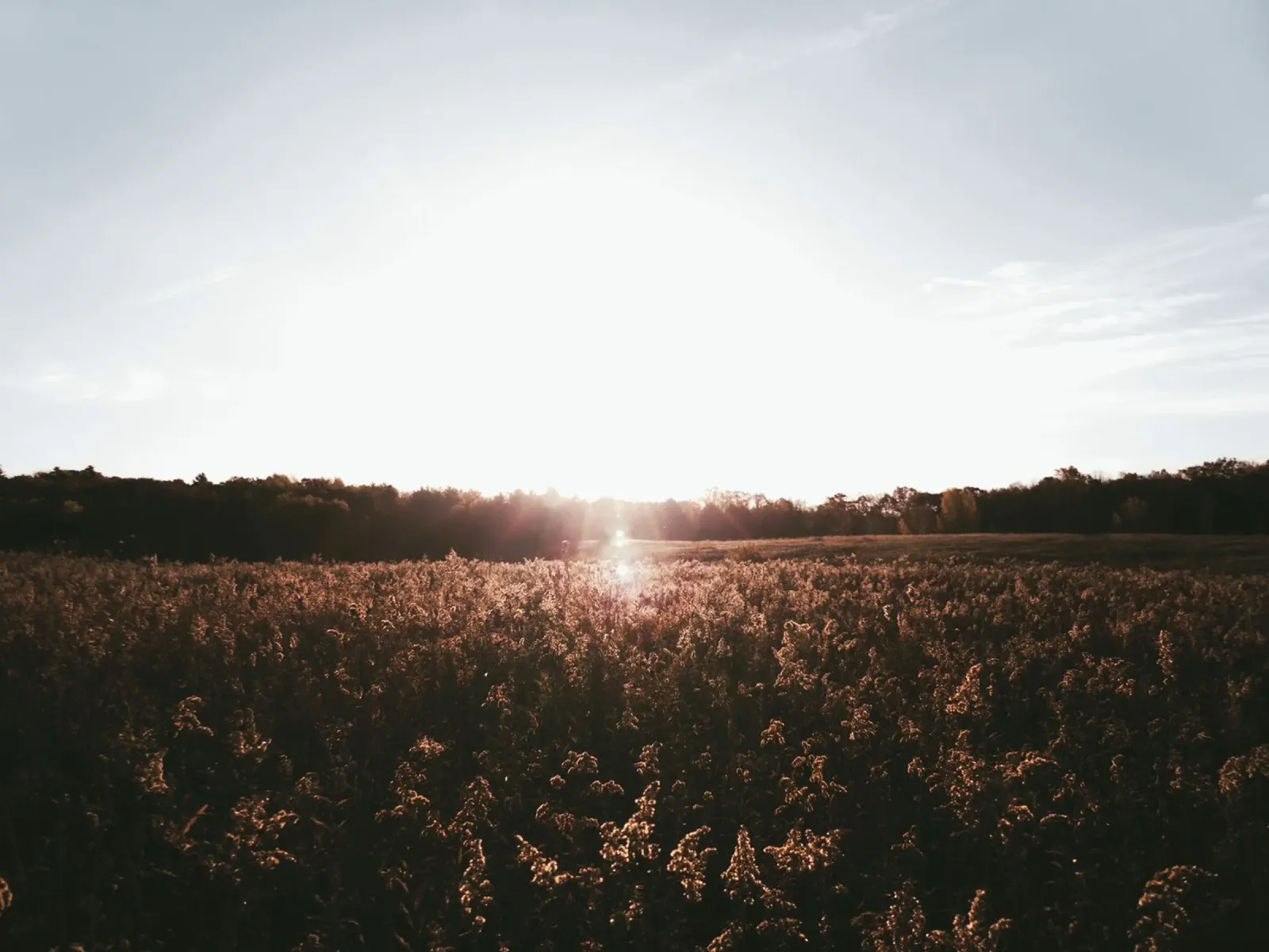 rural dusk evening alluminio dibond da animal story home