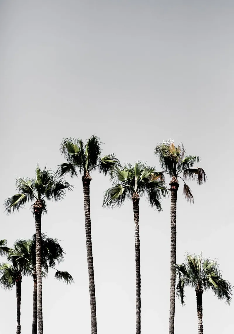 Palm Trees 5 carta hahnemühle da Mareike Böhmer Photography