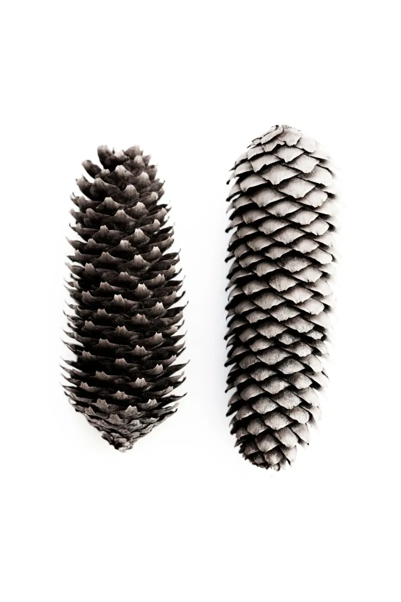 Pine Cones 3 carta hahnemühle da Mareike Böhmer Photography