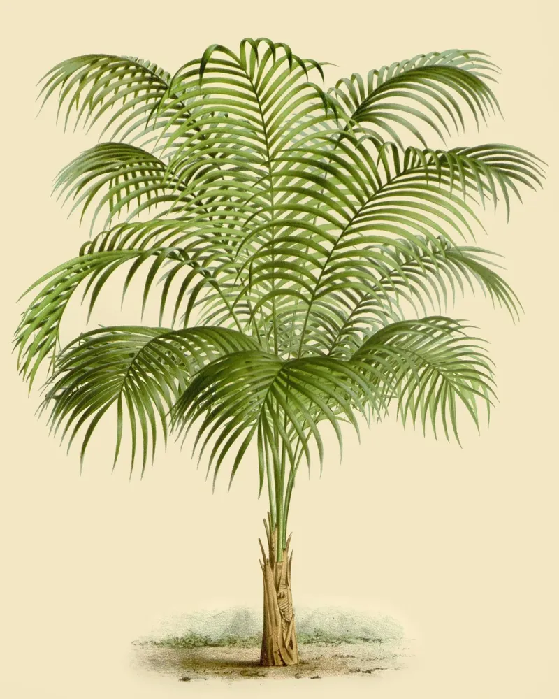 Jamaica hahnemühle de vintagebotanics