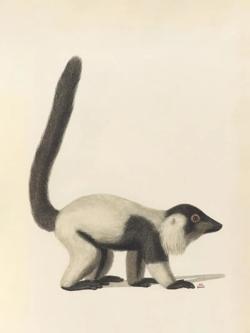 Four Legged Freak #1 poster da vintagebotanics
