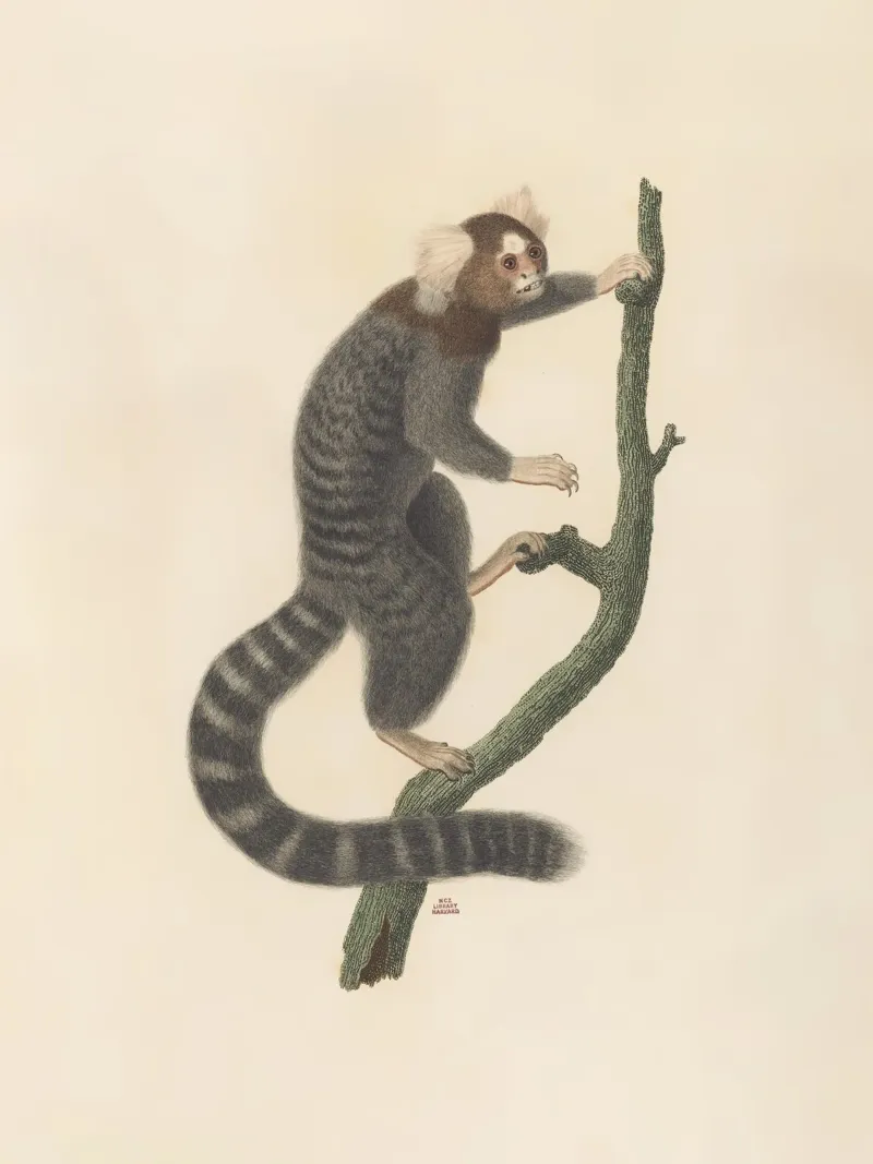 Four Legged Freak #3 poster by vintagebotanics