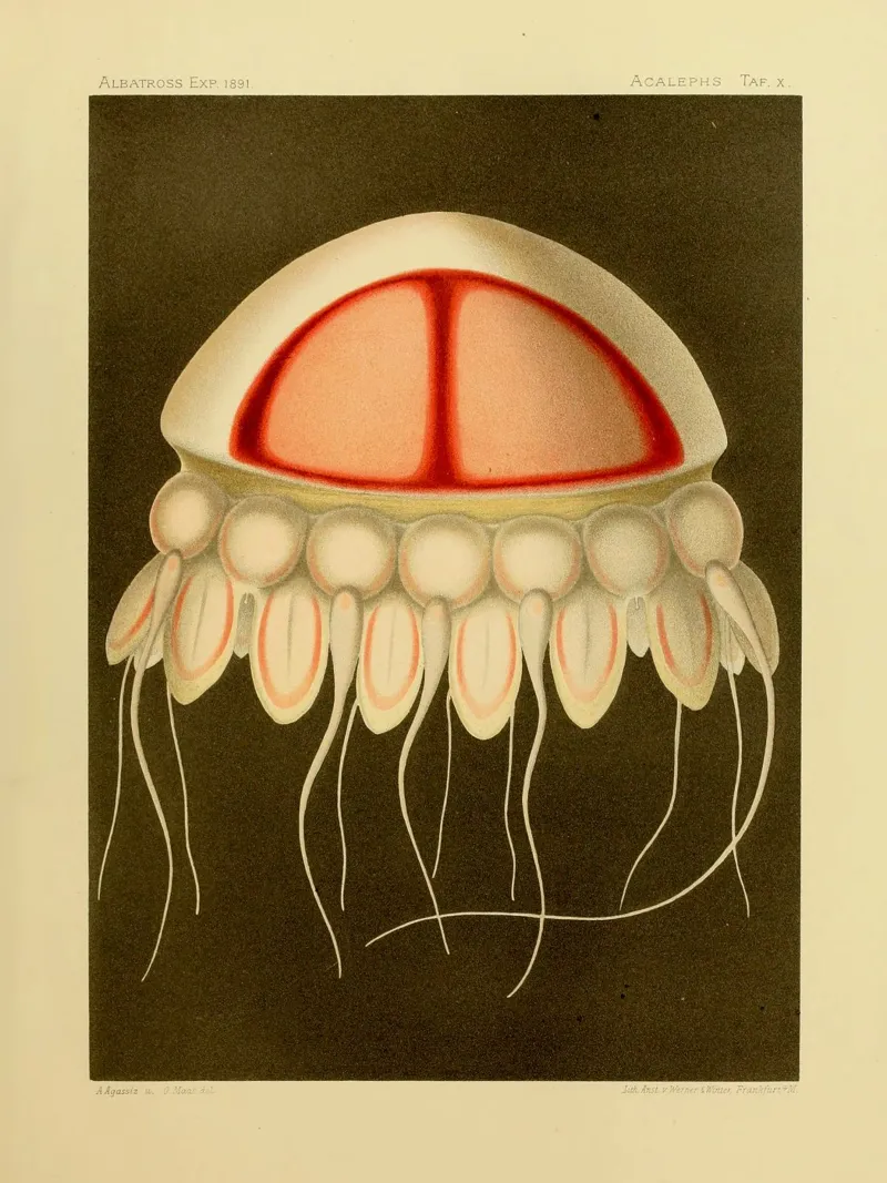 Superfast Jellyfish #1 Poster mit Aluminium Rahmen von vintagebotanics
