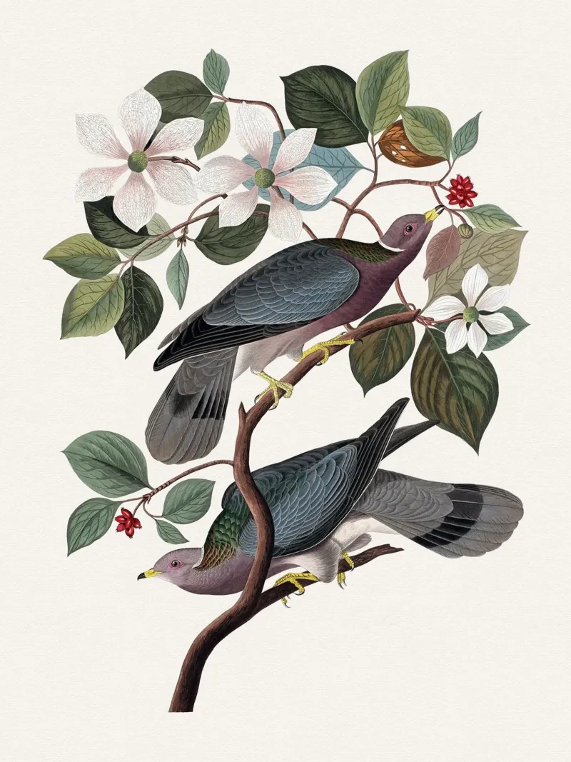 Audubon Band-tailed Pigeon tela con Cornice a cassetta da apoloprints