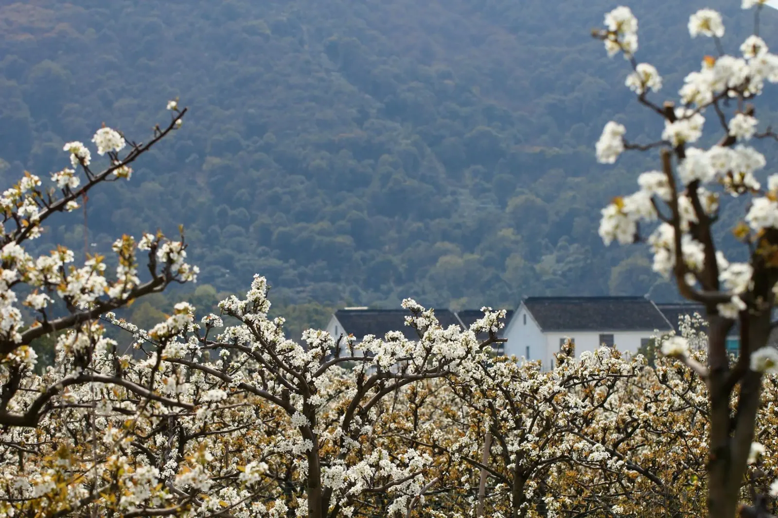 blossoming branches orchard pellicola backlit da Histrol