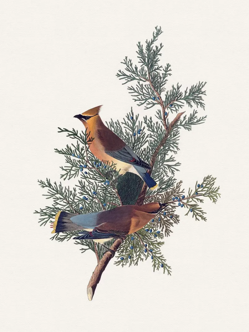 Audubon Cedar Bird carta hahnemühle da apoloprints