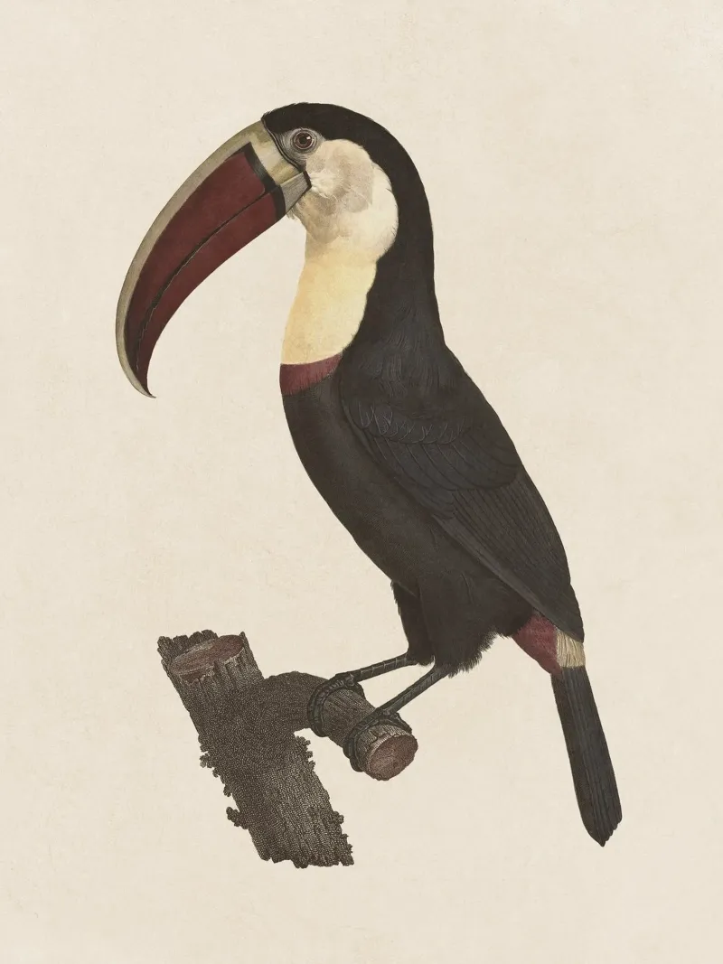 Bird Toucan no. 1 canvas van apoloprints