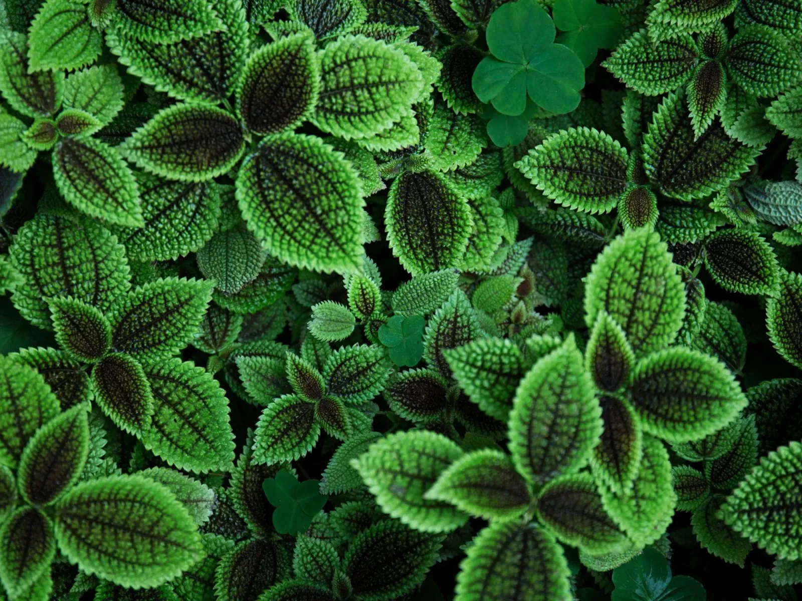 Green nature wallpaper hahnemühle by Musadad Shop