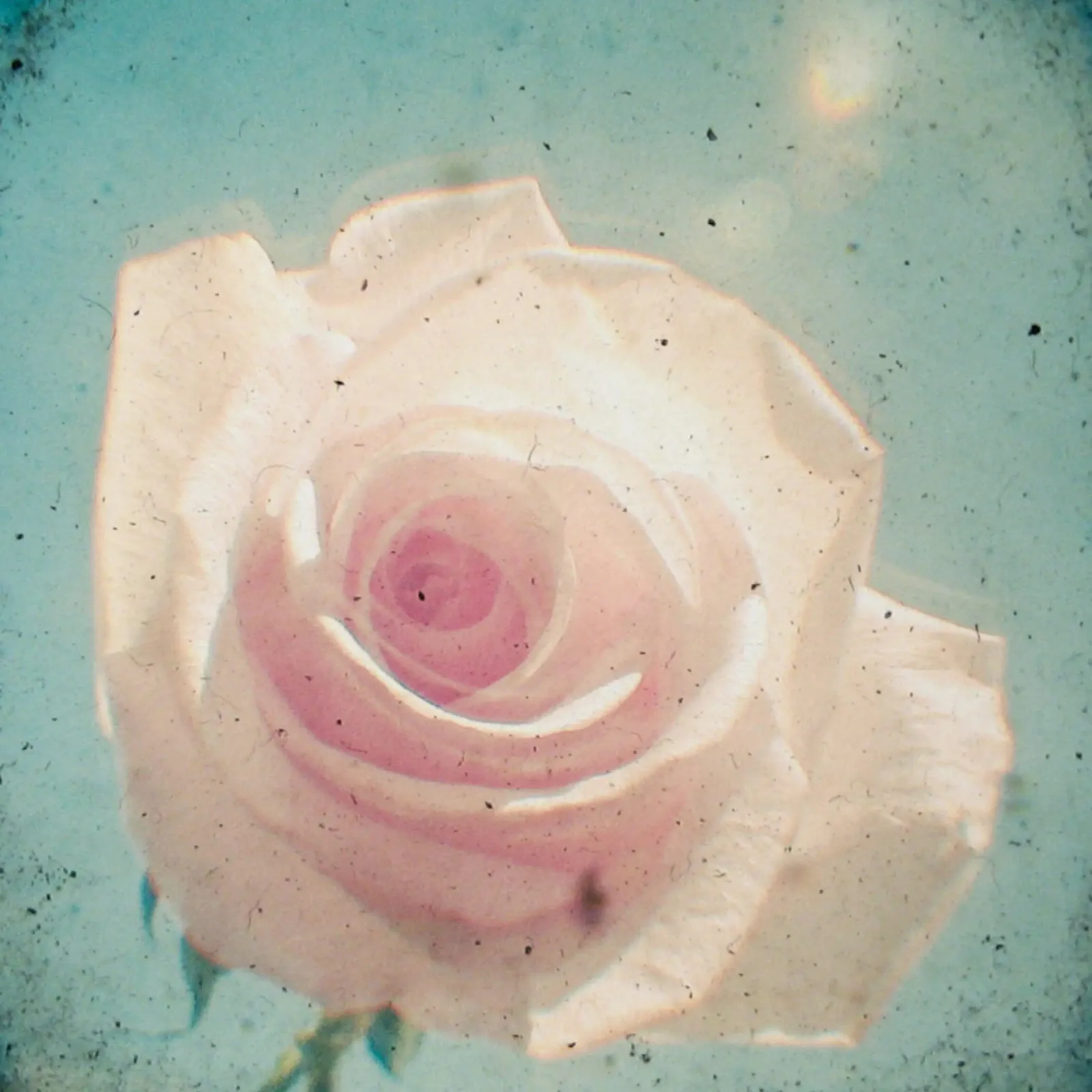 Una rosa con qualsiasi altro nome pellicola backlit da Cassia Beck Photography