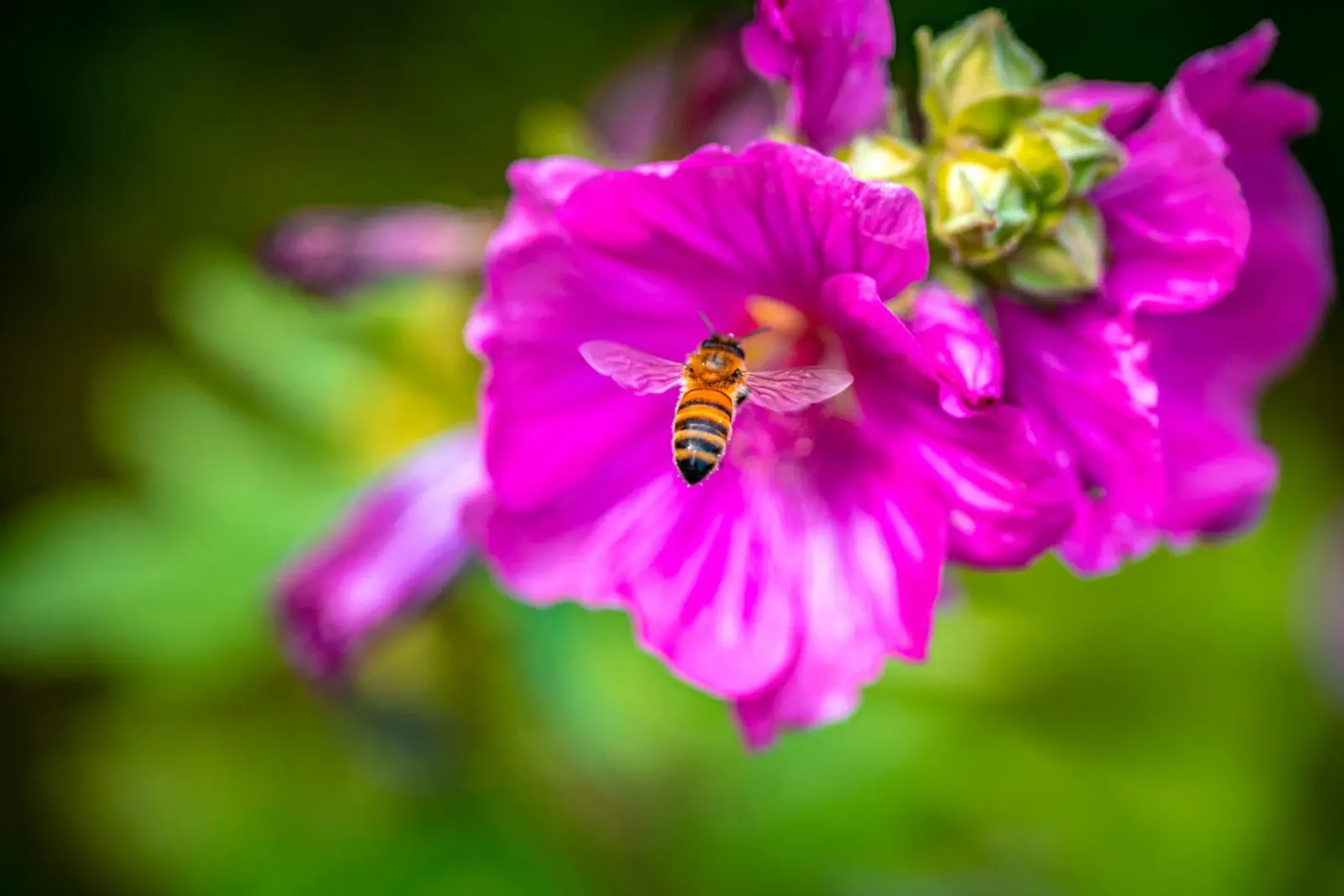L'ape atterra su un fiore alluminio dibond da Marcus Beckert | Fotografie