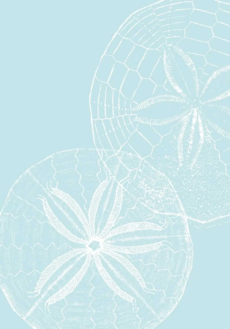 Sand Dollar Coastal Art - Minimalist Beach House Print canvas with Floater frame by dawnthesea
