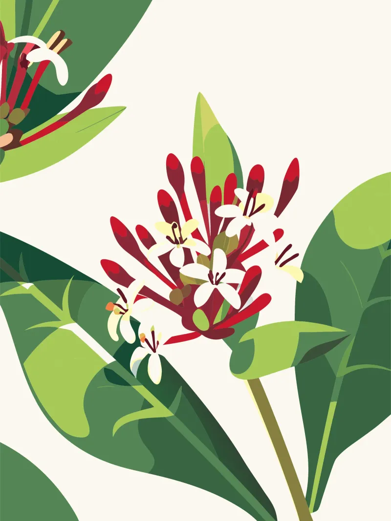 Fiore di Asoka poster da HAPPY SHOP