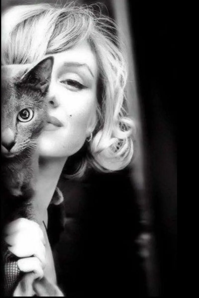 Marilyn con gatto pellicola backlit da glover studio