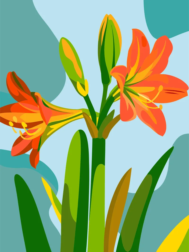 Fiore di Amaryllis pellicola backlit da HAPPY SHOP