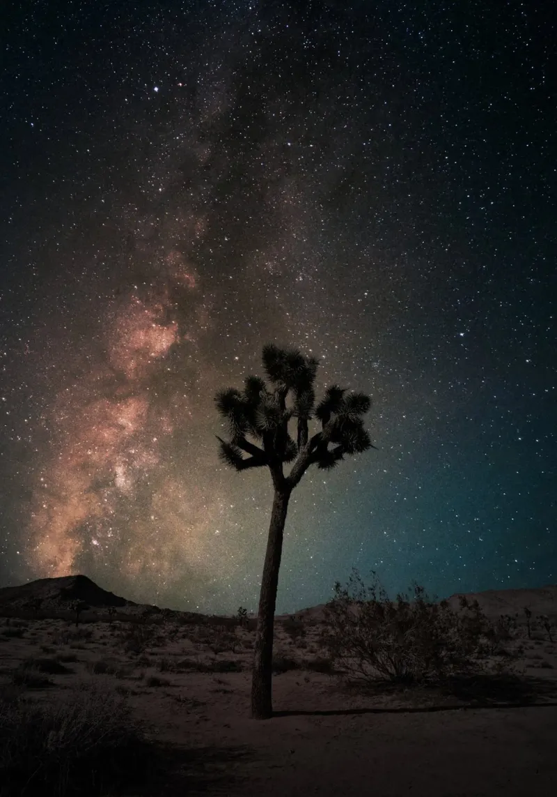 Mania Landscapes Raw 21 Joshua Tree (USA) pellicola backlit da Mania Print Collection