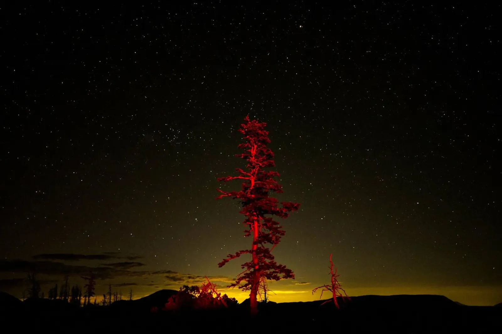 tree night sky backlit film by Earthly Visions