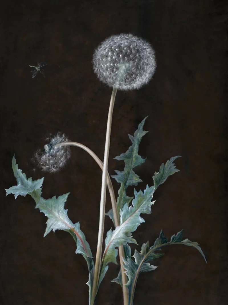 Dandelion (1755) pellicola backlit da vintageshop