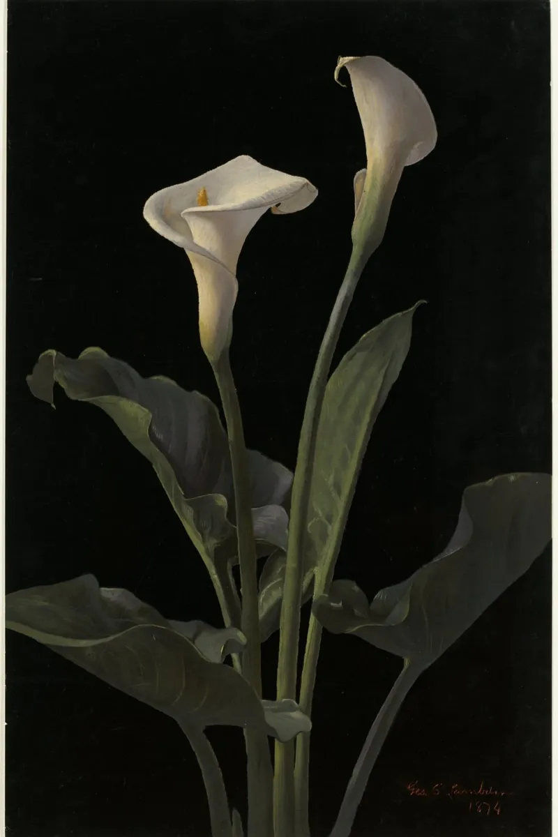 Calla lilies poster con telaio in plastica da vintageshop
