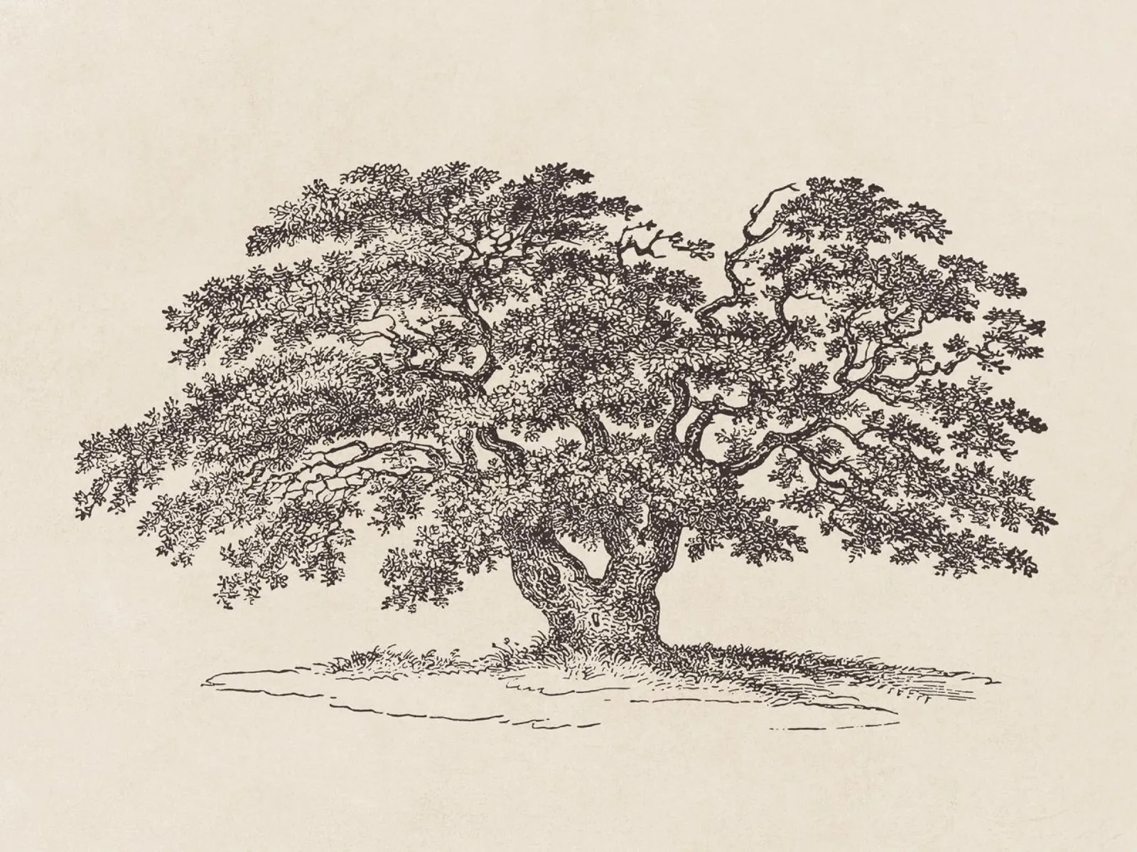 Oak Tree Sketch no. 1 pellicola backlit da apoloprints