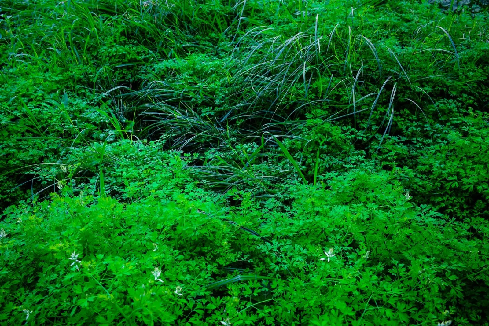 Giardino naturale e trascurato in città poster con telaio in plastica da Tal Paz-Fridman