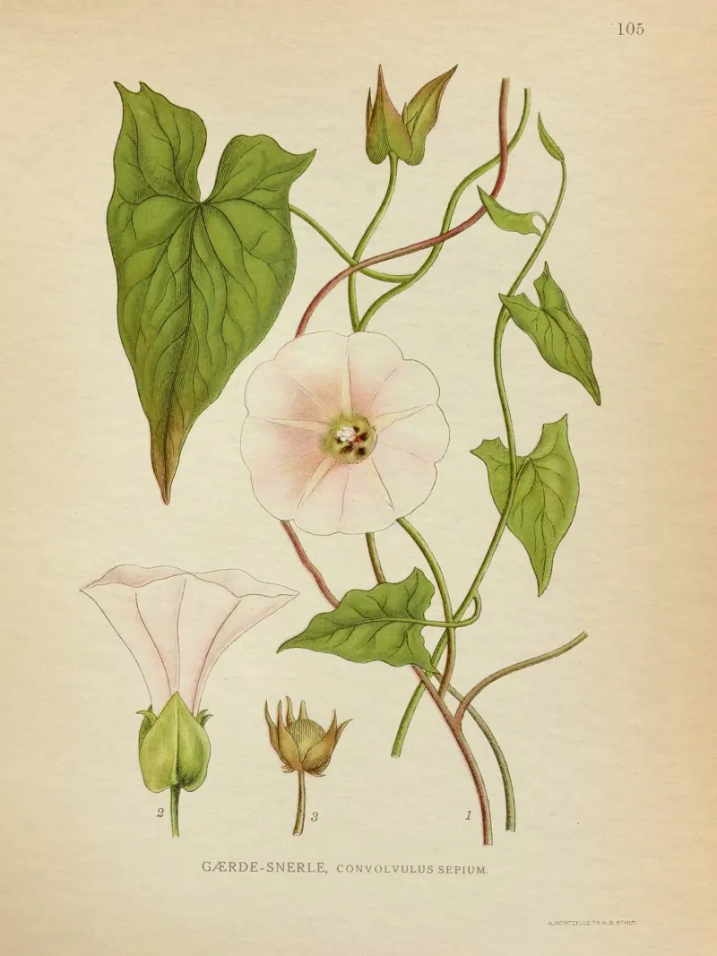 Dainty poster da vintagebotanics
