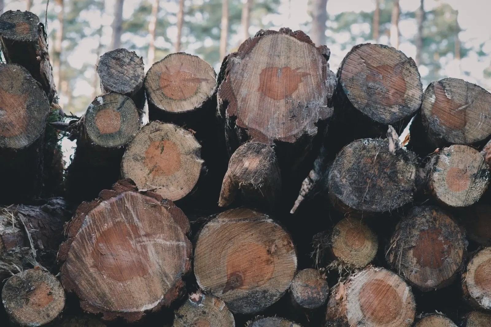 Echi di legno poster da StillVibe Home