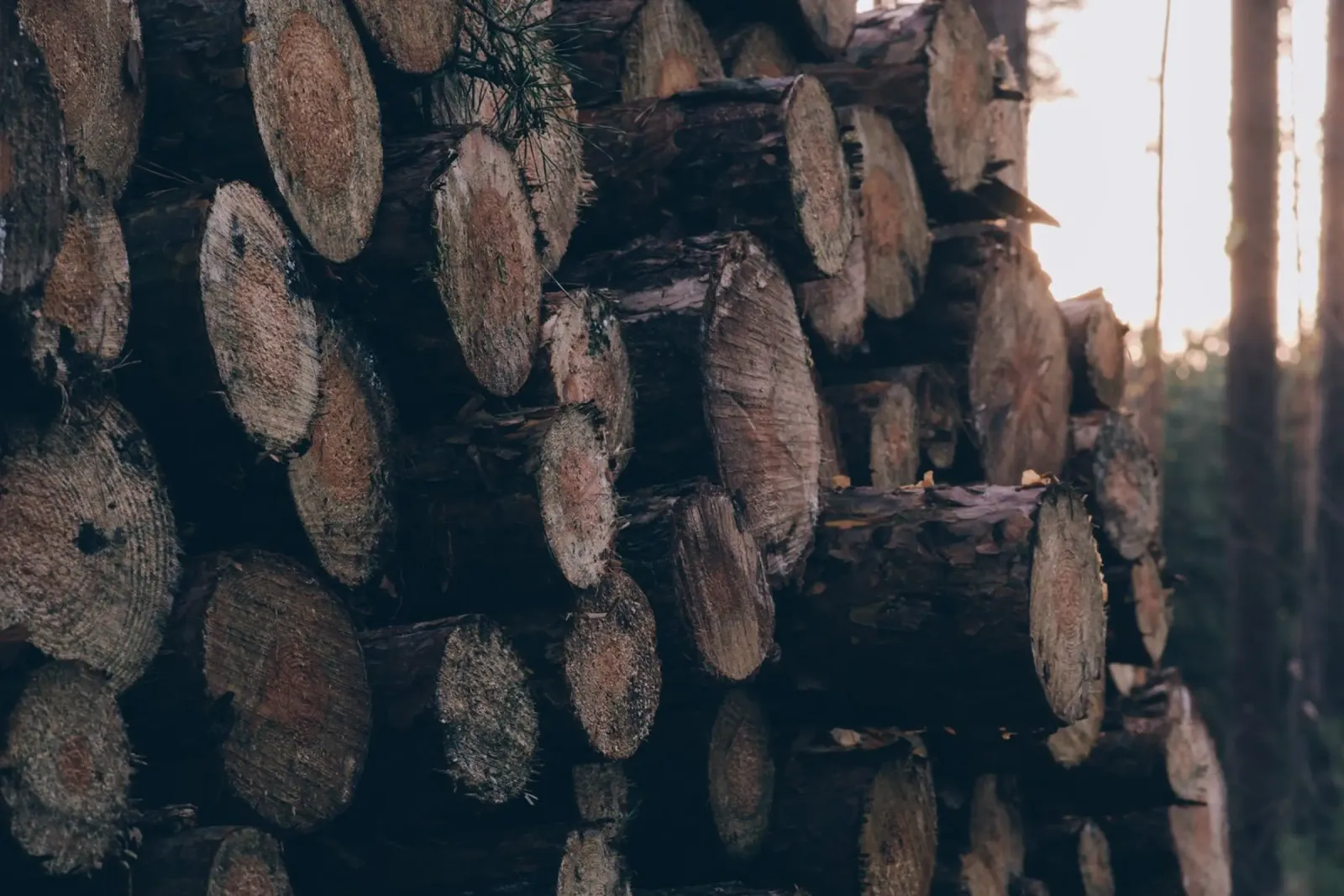 Echi di legno poster da StillVibe Home