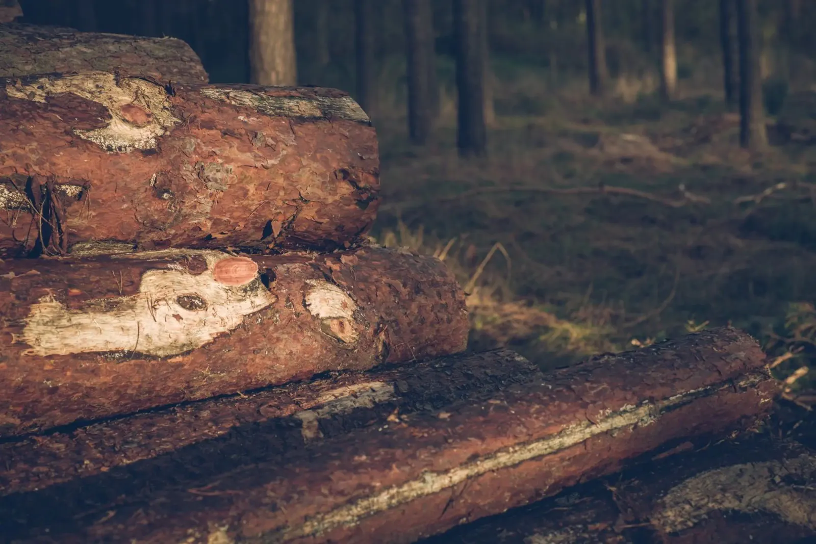 Echi di legno poster da StillVibe Home