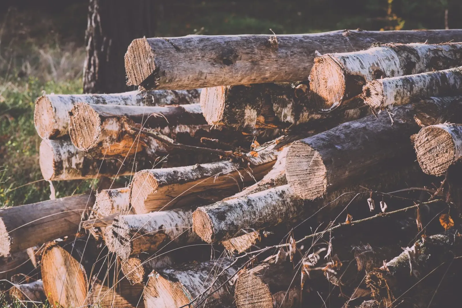 Echi di legno poster da StillVibe Home