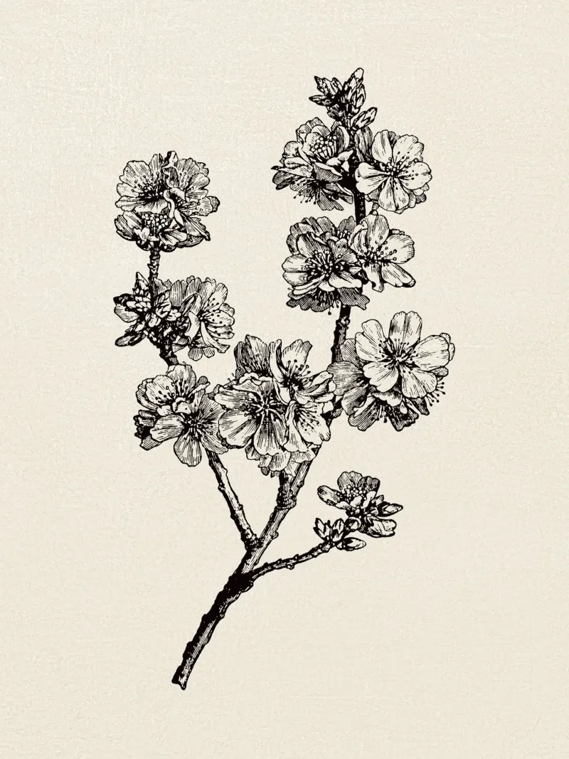 Apple Blossom Sketch no. 1 pellicola backlit da apoloprints