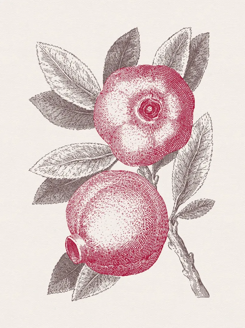 Pomegranate Sketch no. 3 pellicola backlit da apoloprints