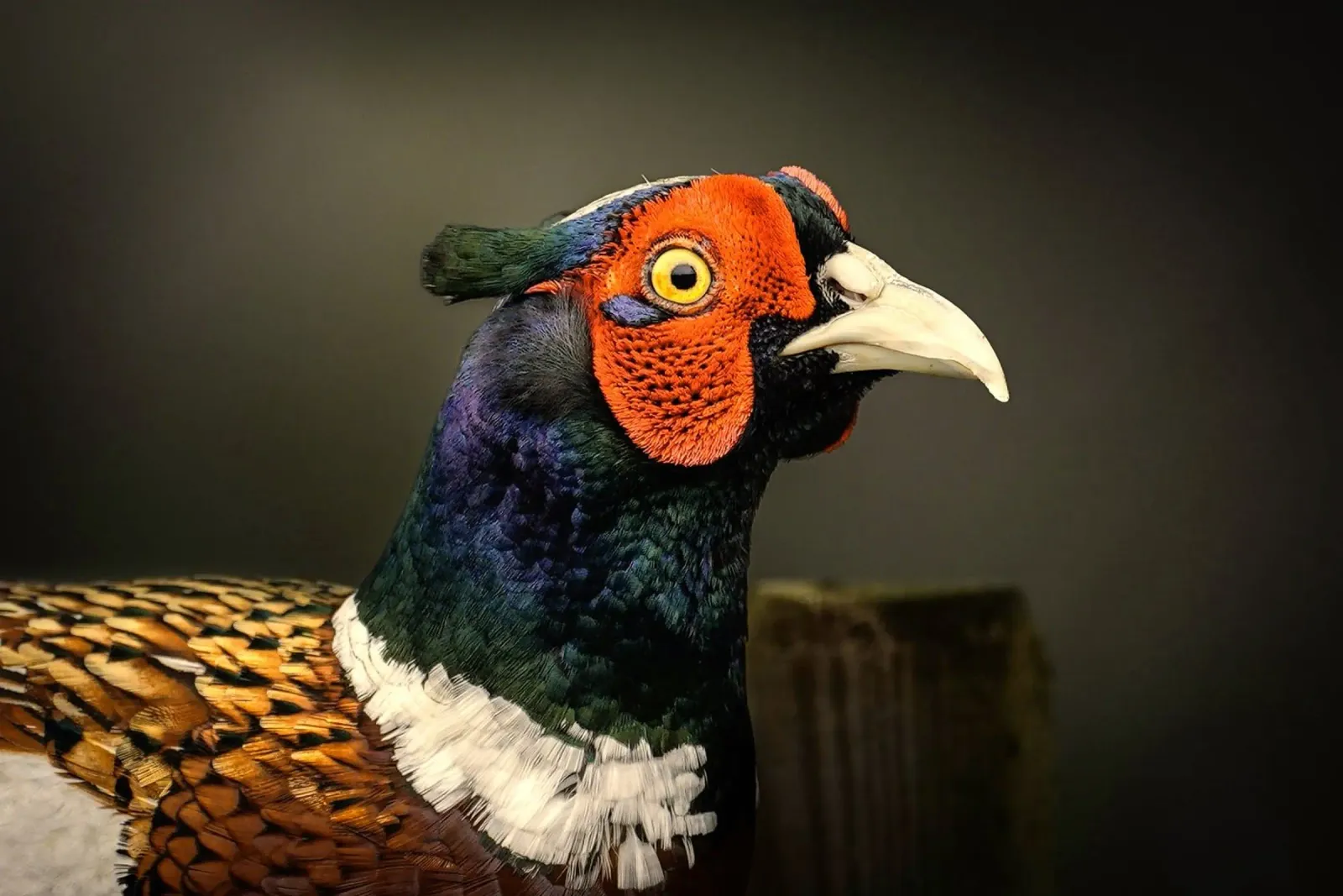pheasant bird canvas with Floater frame by Earthly Visions
