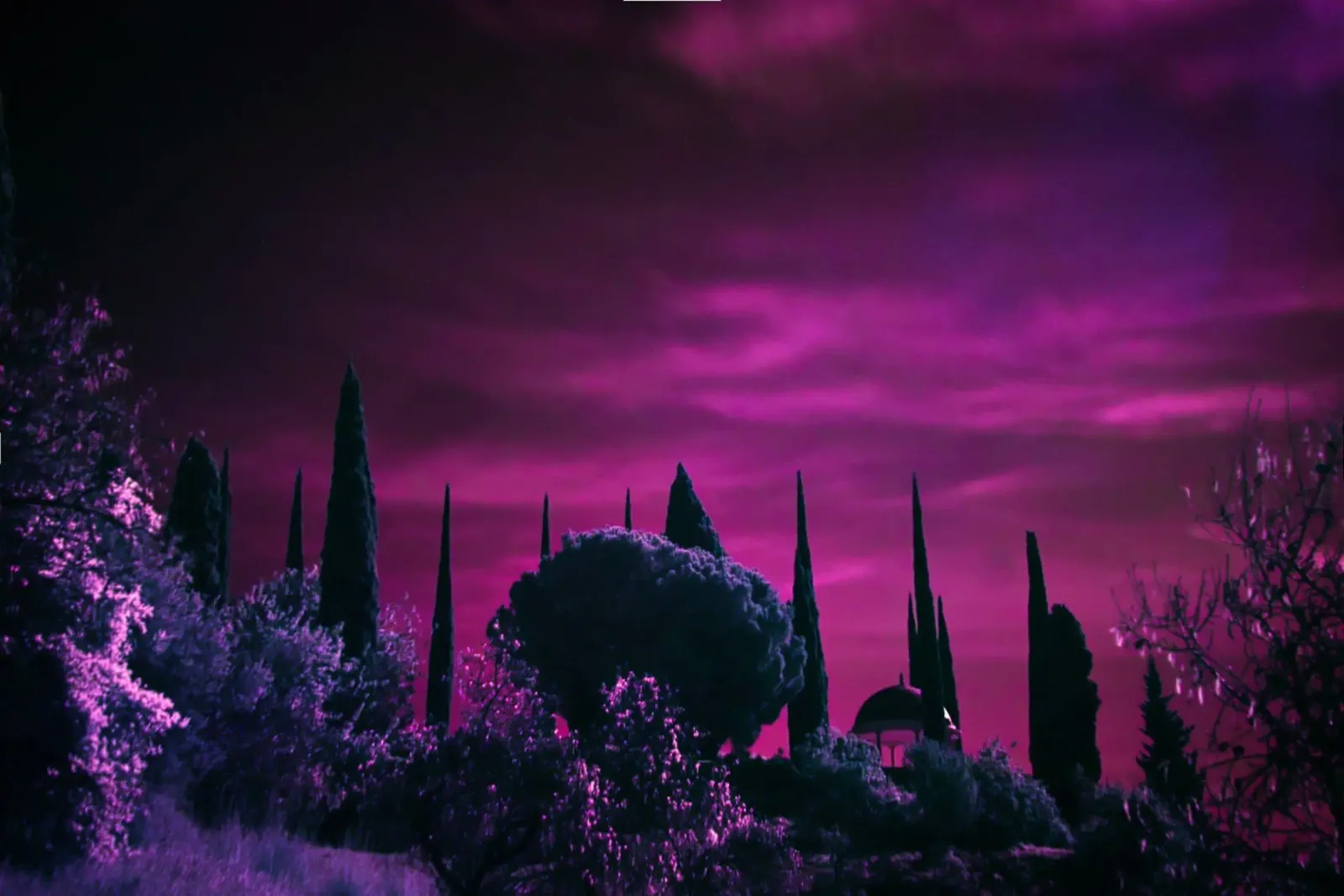 cypress trees purple sky canvas with Floater frame by Earthly Visions