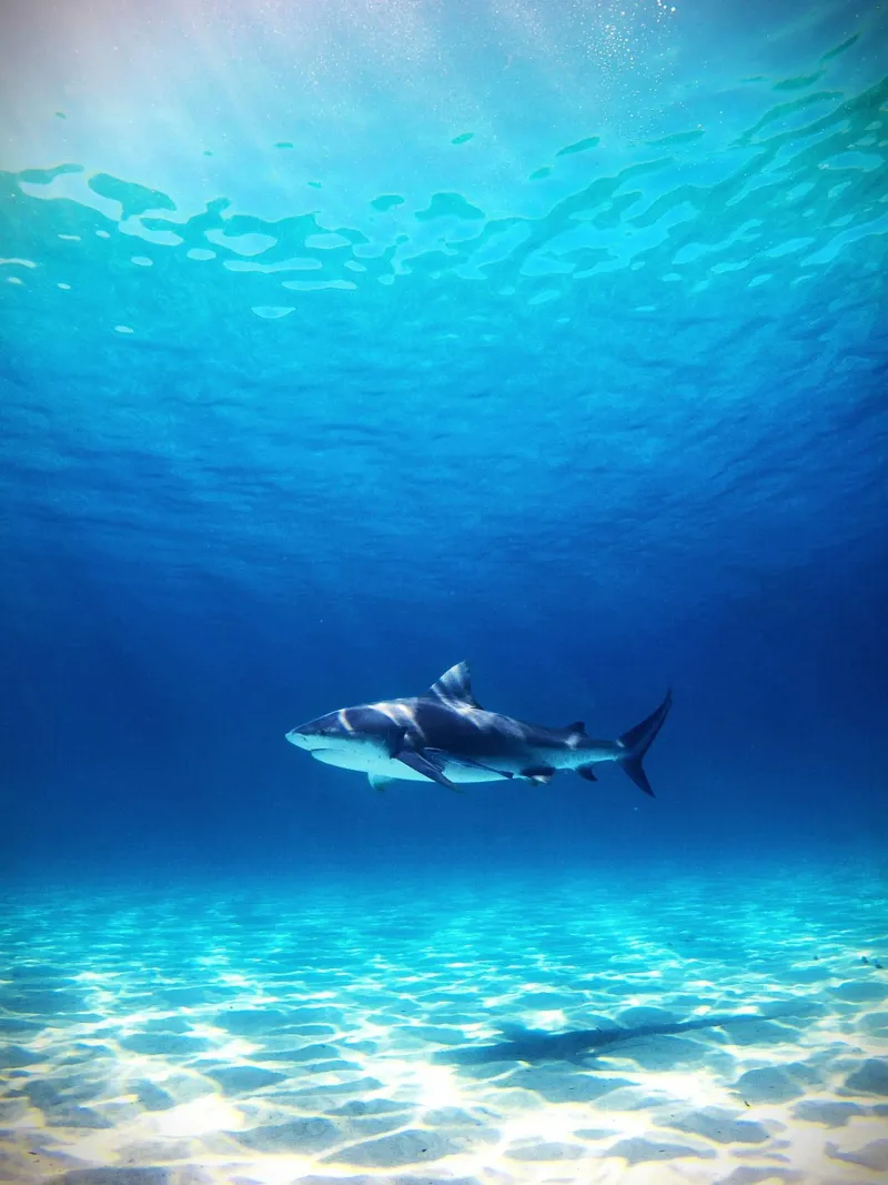 Predatore oceanico pellicola backlit da Nature's Palette