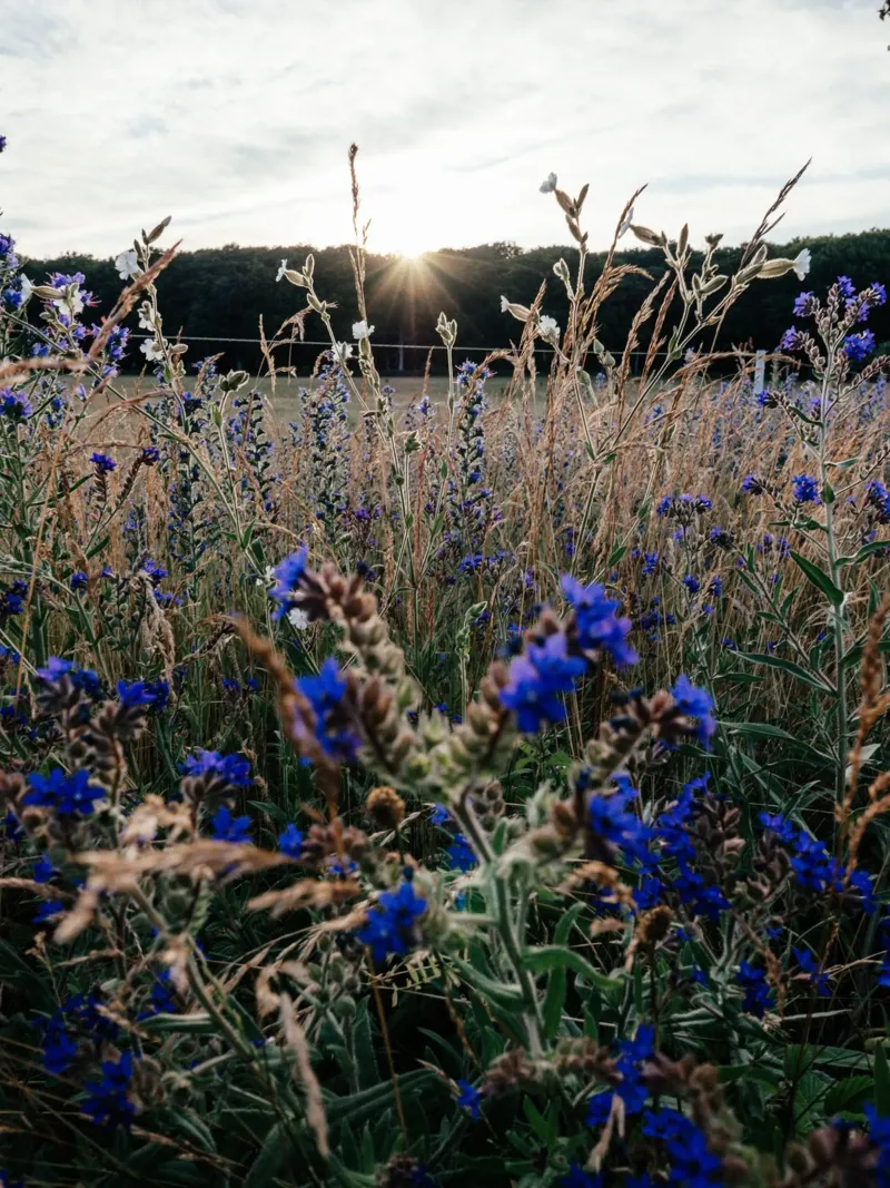 Abendspaziergang über das Feld plexiglass da Janine Sommer Fotografie
