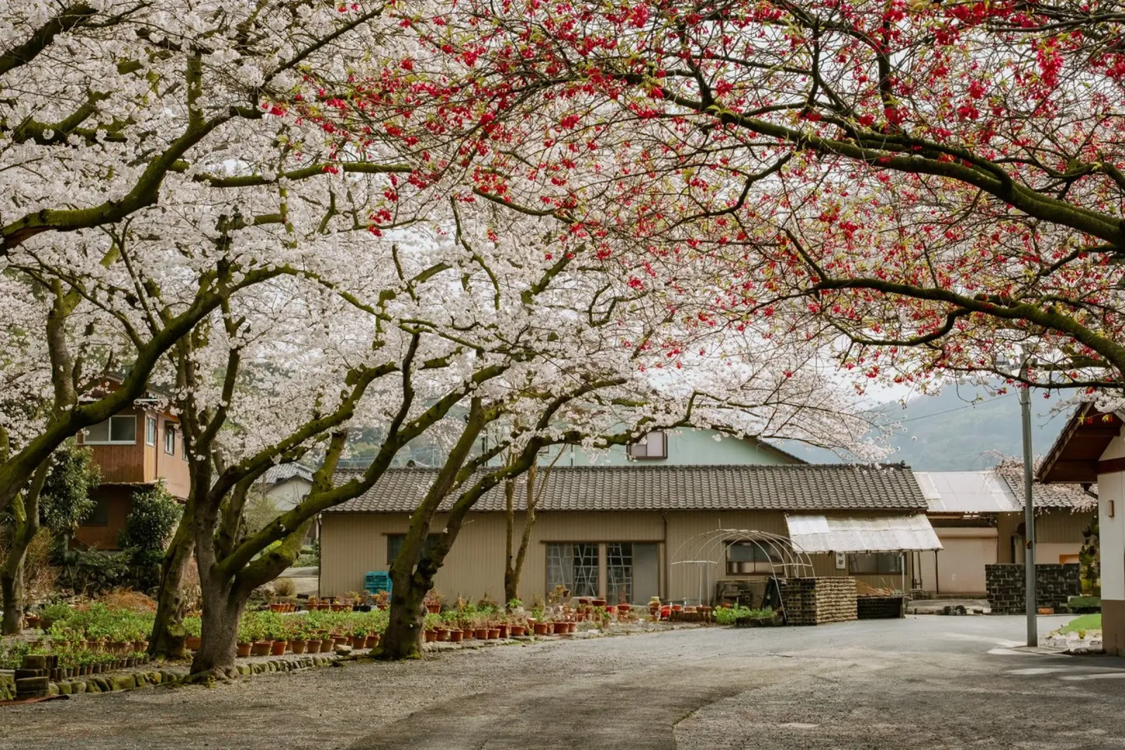 Via dei ciliegi in fiore a Kyushu, Giappone poster con telaio in legno da Marcel Bisig