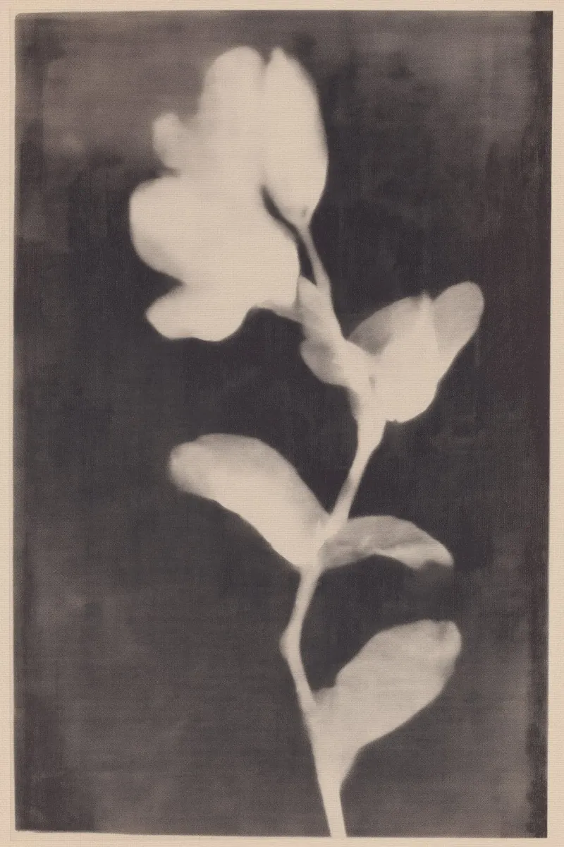 Faded Bloom poster da treechild